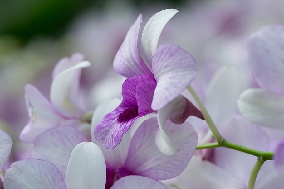 orchid, flower, beautiful flower, tropical plants, flower orchid, white orchid, phalaenopsis, blooming, botanical garden, white flower