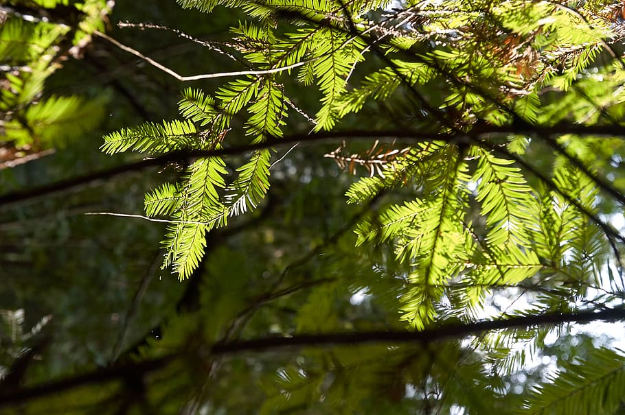pine, tree, forest, sunlight, nature, outdoors, hiking, green, woods, plant