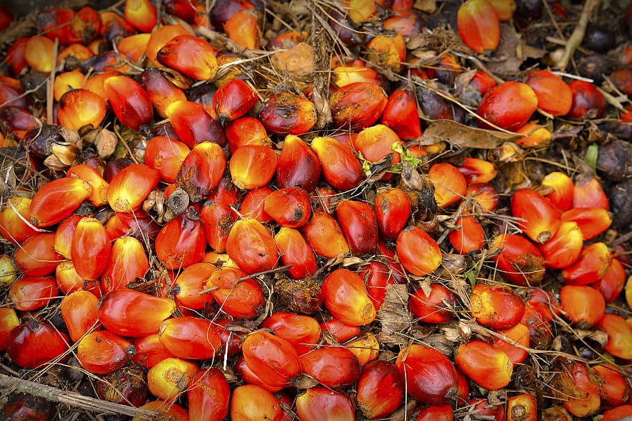 palm, oil, fruit, background, ripe, red, produce, agriculture, crop, commodity