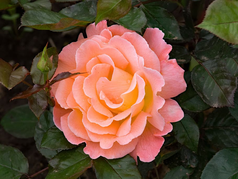 pink, carnation flower, green, leaves, rose, the world, floribunda, flowers, apricot, blossom
