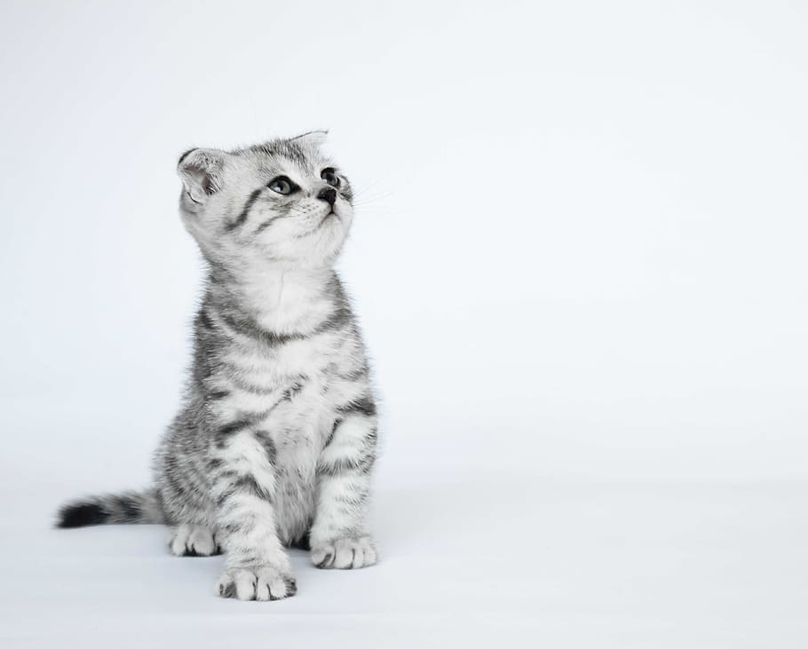 atigrado, foto en escala de grises del gatito, gatito, en escala de grises, foto, orejas dobladas, gatitos, gatos de pelo corto, gato doméstico, un animal