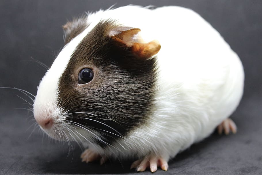 guinea pig, sweet, cute, nager, small, pet, rodent, animal, smooth hair, young animal
