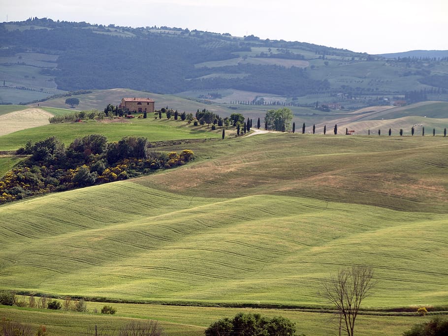 tuscany, hill, landscape, holiday, pine, green, home, lonely, environment, plant