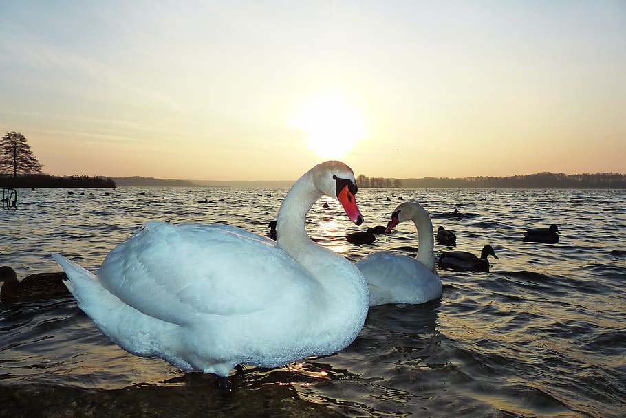 mute swan, para, sunrise, in the morning, lake, the wave is reflected, sky, clouds, water birds, animals