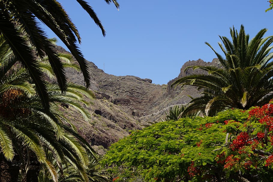 canary islands, tenerife, landscape, vegetation, lush and sparse, opposites, lush, karg, palm trees, flamboyant