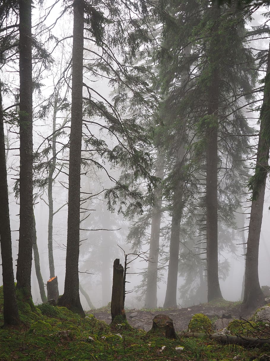 storm damage, fir forest, firs, fog, forest, trees, tree trunks, foggy, haunting, mystical