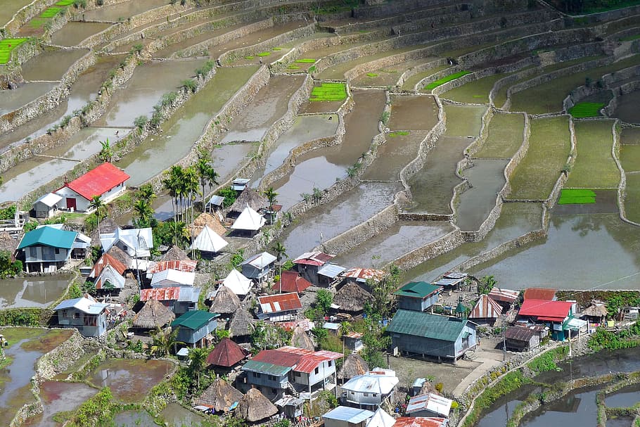 Campo de arroz, Filipinas, terrazas, Asia, sudeste, barrios marginales, casas, arroz, rural, pueblo