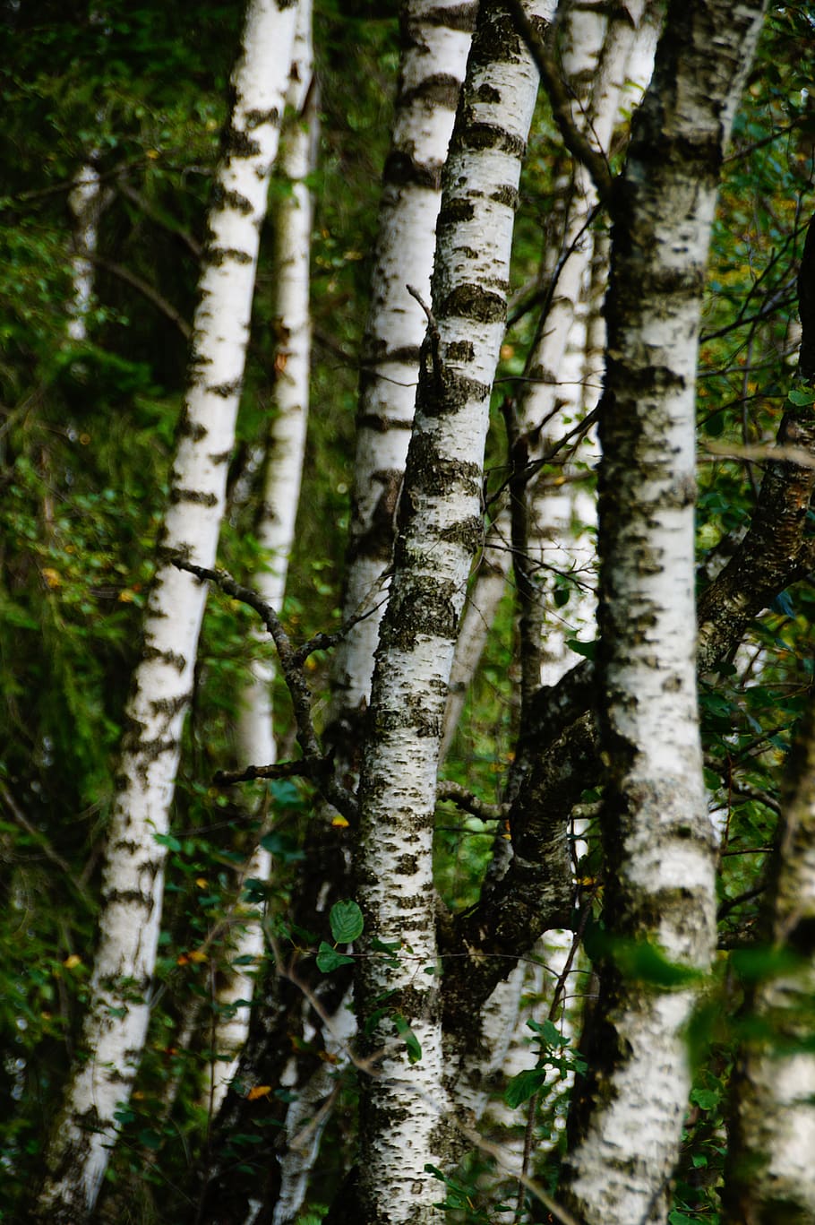 birch, autumn, forest, log, wood, tree, nature, bark, landscape, tree trunk