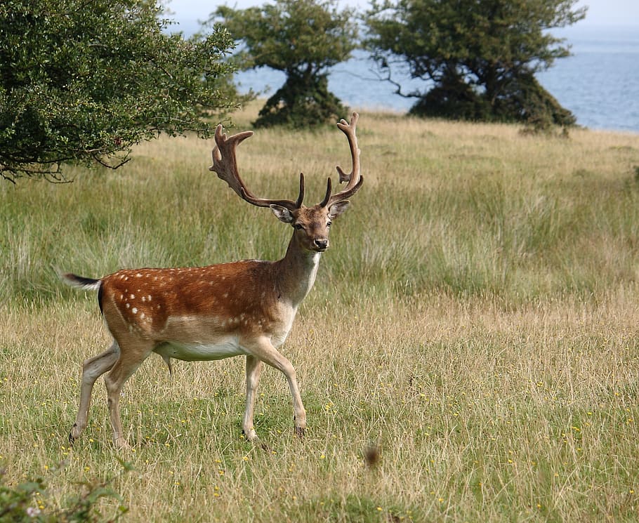 brown, white, deer, running, green, grass field, daytime, Romsø, Fyn, Fallow Deer