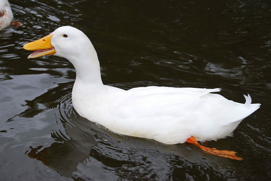 Pond, Australian, White, Duck, australian duck, white, duck, water, lake, bird, waterfowl