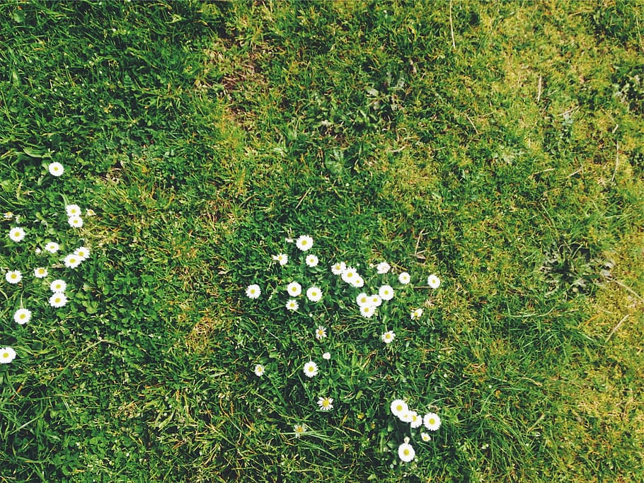 blanco, flores, rodeado, flor, hierba, campo, margaritas, margarita, naturaleza, color verde