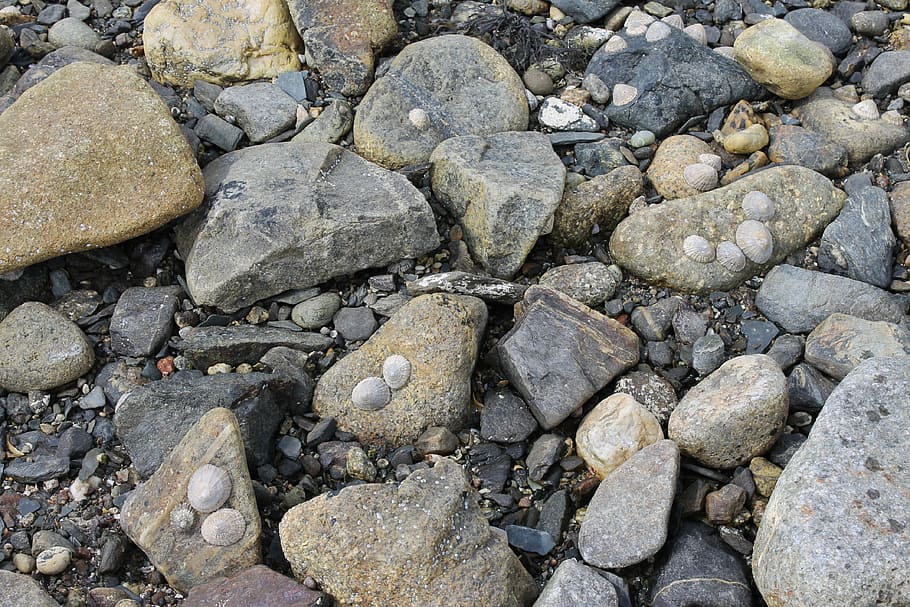 rocks, sea shells, seashore, rock - object, fossil, nature, research, full frame, sea life, textured