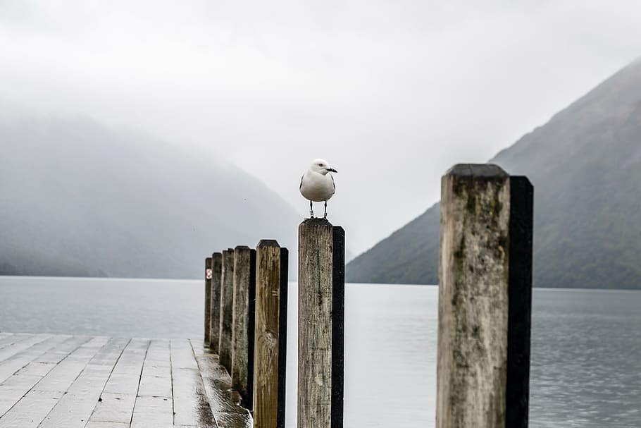 ring-billed gull perching, gray, wooden, dock, mountain, highland, summit, landscape, summit,, nature