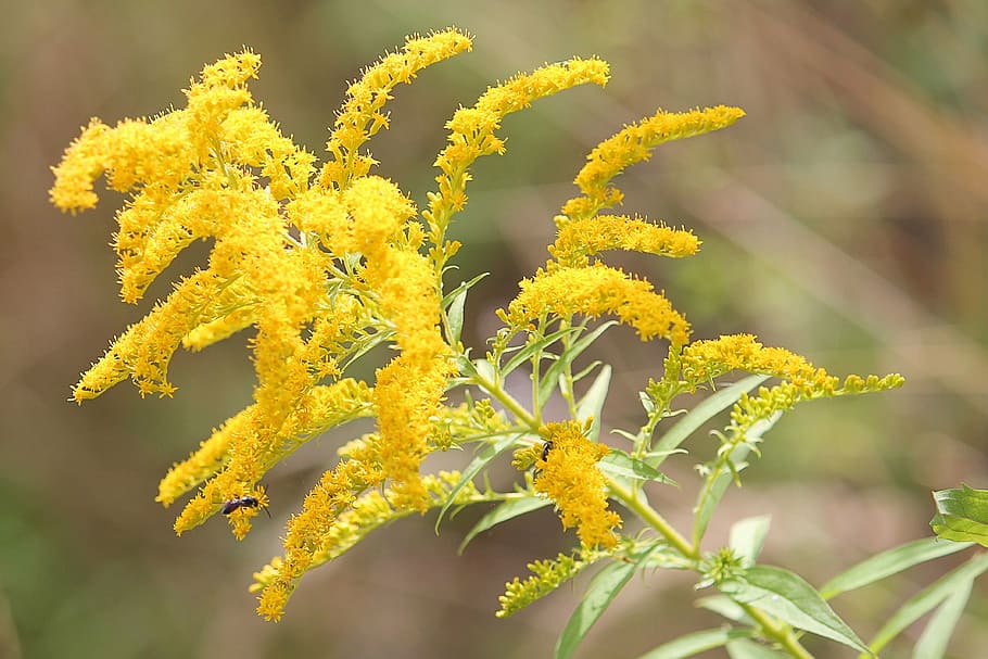 golden rod, plant, yellow, late summer, flowers, canadian goldenrod, close-up, flowering plant, flower, freshness