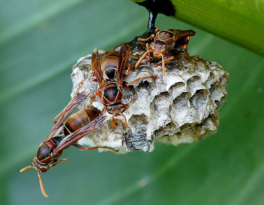 Australian paper, paper wasp, tree bees, animals in the wild, animal wildlife, invertebrate, close-up, animal themes, animal, insect
