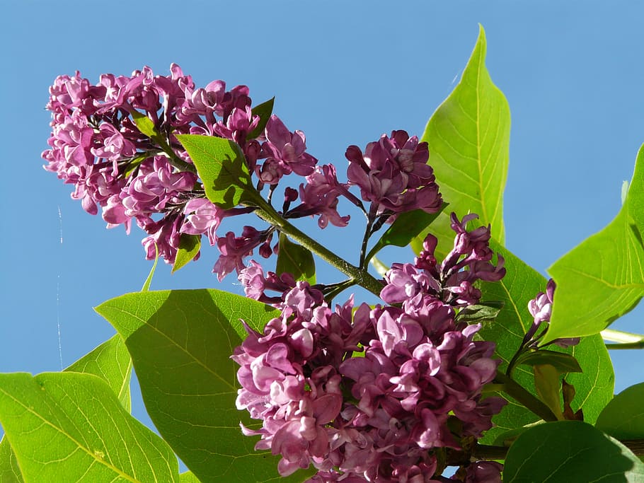 lilac, common lilac, ornamental shrub, bush, plant, violet, blossom, bloom, flower, pink