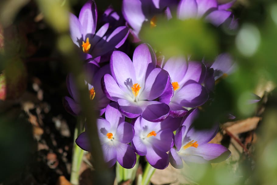 spring, purple, crocus, flowers, flower, close, purple flower, seasons, harbinger of spring, early bloomer