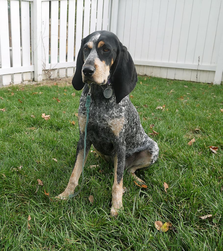 puede bluetick coonhound ser blanco