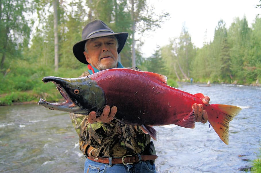 hombre, tenencia, pez monstruo, río, salmón, salmón rojo, pescado, agua, naturaleza, al aire libre