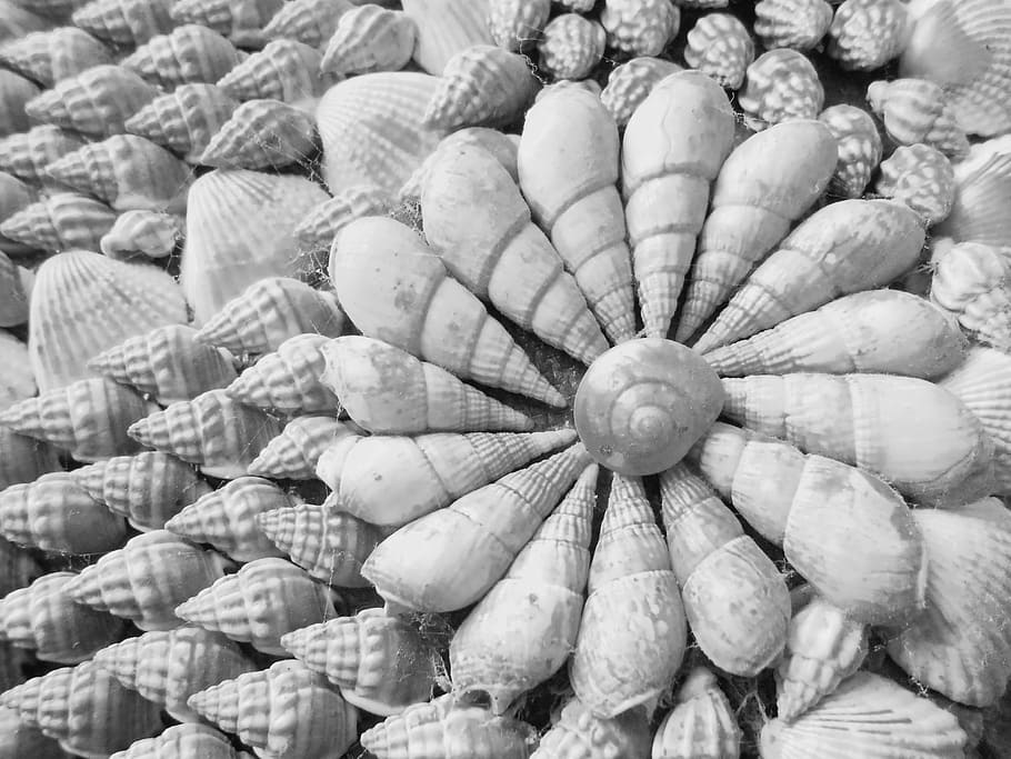 grayscale photo, seashells, arranged, floral, decor, monochromatic, photography, shells, sea, ocean
