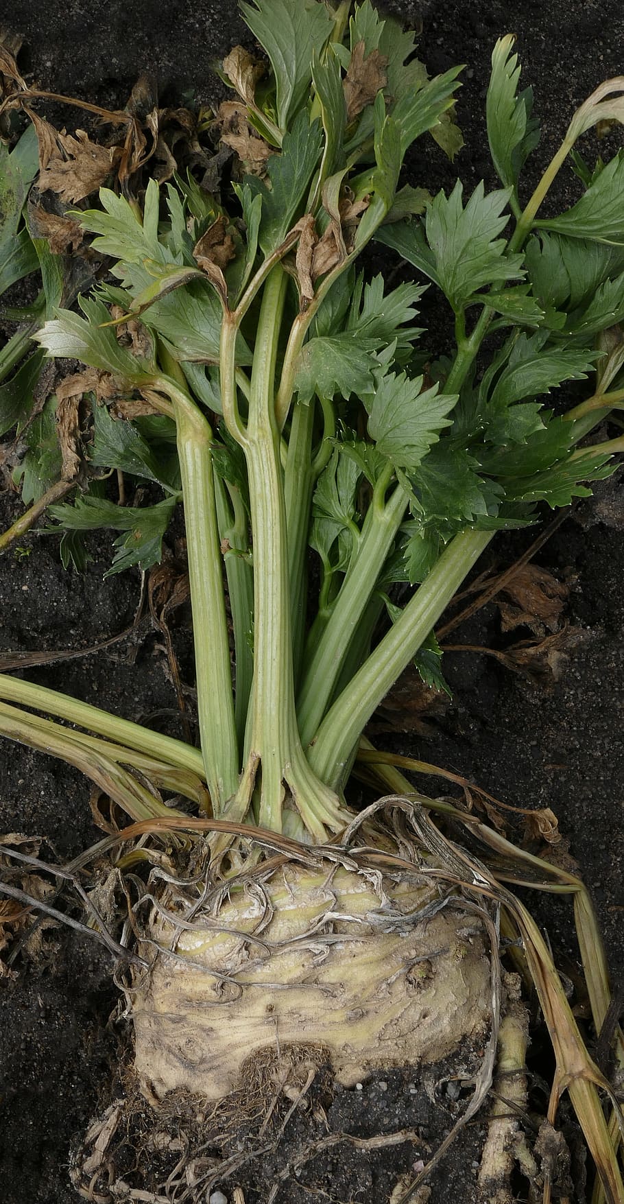 celery, root, celery tuber, celeriac, root celery, tuber, vegetables, apium graveolens, seller, zeller