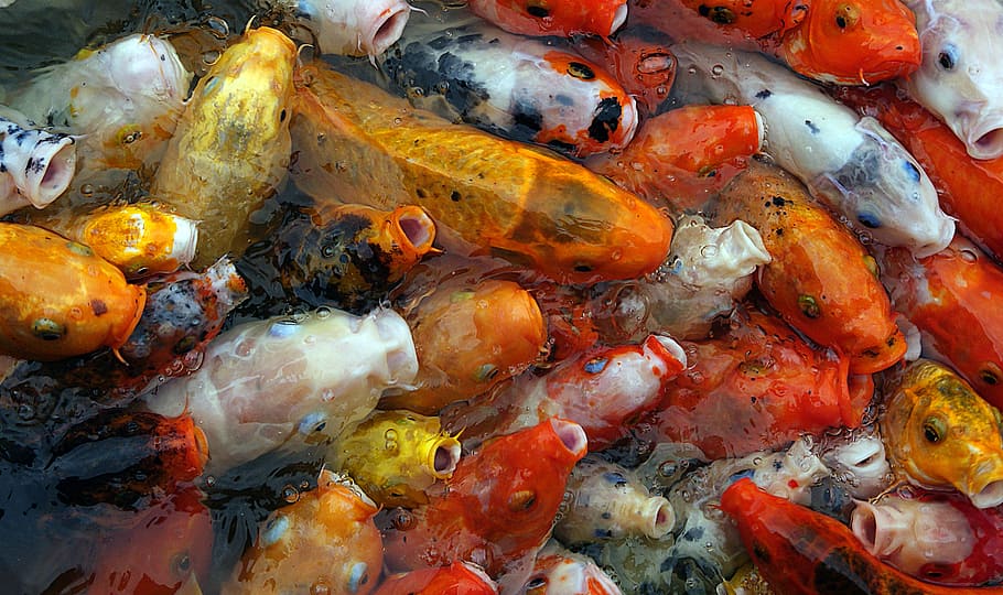 Koi, carp, assorted-colo, fish, large group of animals, close-up, animal, full frame, food, high angle view