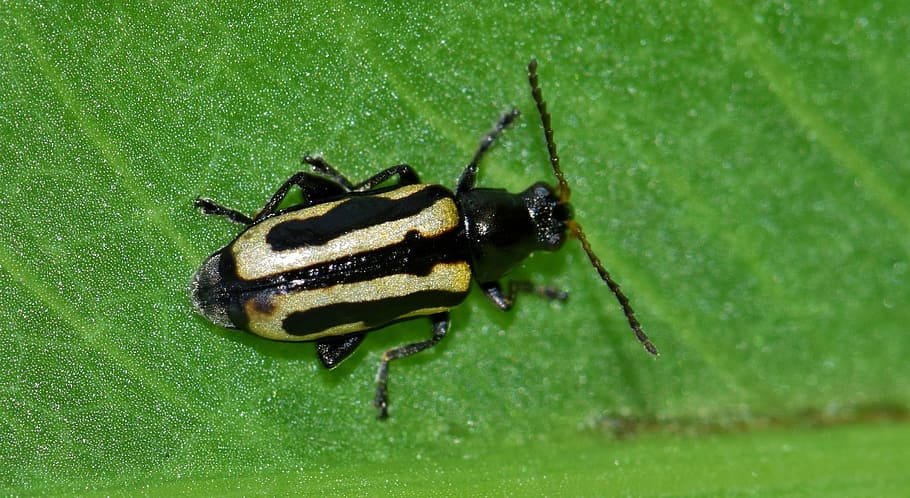 beetle, flea beetle, alligatorweed flea beetle, bug, insect, alligatorweed, tiny, small, creature, flying insect