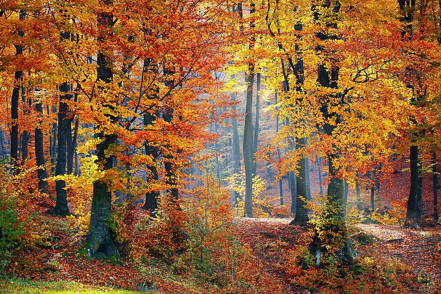 row, trees, orange, leaves, woods, forest, nature, landscape, tree, forest landscape