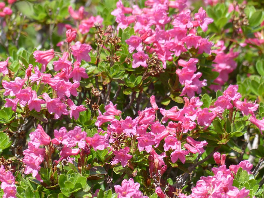 Ciliados, Alpenrose, Flores, alpenrose ciliados, blütenmeer, rosa, rododendro hirsutum, rododendro, verde brezo, ericaceae