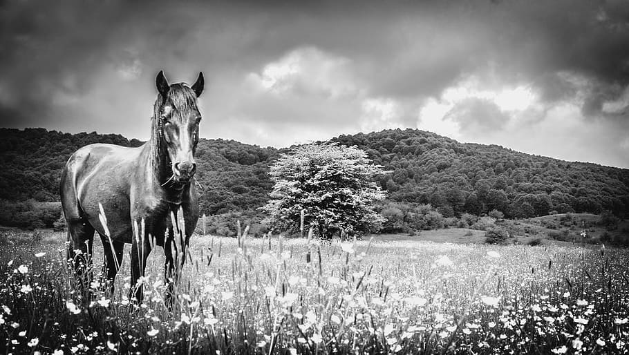 caballo, de pie, alto, hierba, llanura, nublado, cielo, prado, blanco y negro, soledad