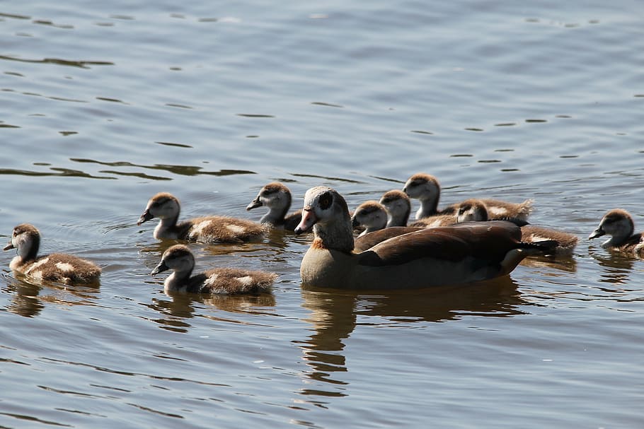 patos, familia de patos, polluelos, agua, pequeño, lindo, pájaro joven, animales jóvenes, pelusa, madre de pato