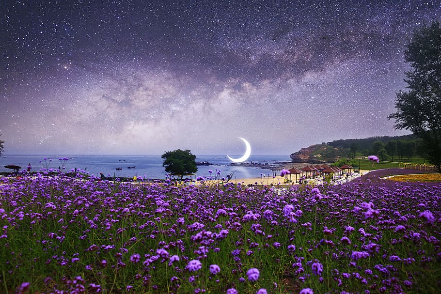 purple flowers, dalian, delight island, romantic, twilight, purple, sea of flowers, sea, starry sky, summer
