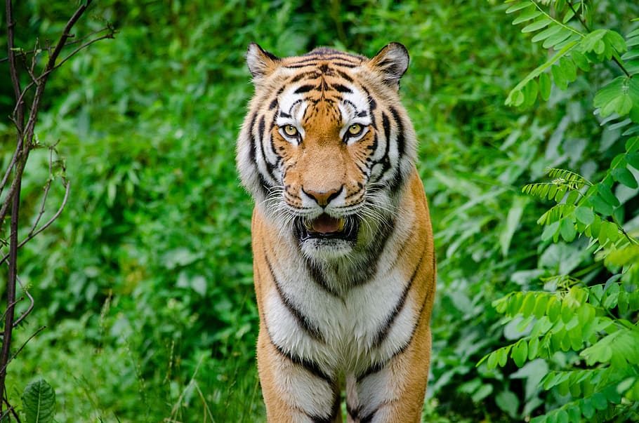 Siberian Tiger, brown tiger, animal themes, animal wildlife, feline, animal, cat, tiger, mammal, one animal