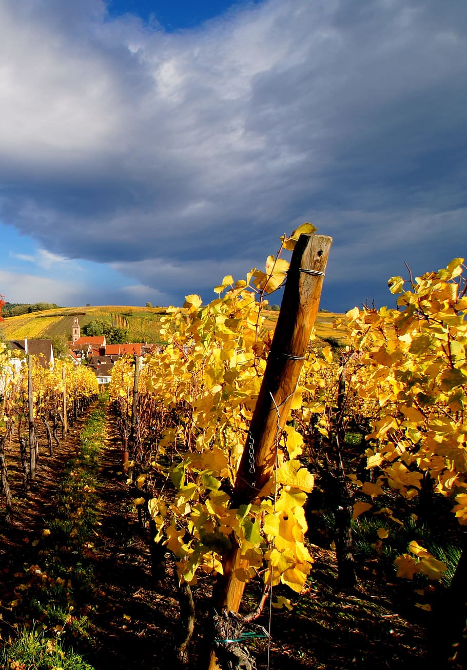 Vine, Alsatian, Grape, Nature, vine leaves, yellow, plant, cloud - sky, outdoors, landscape