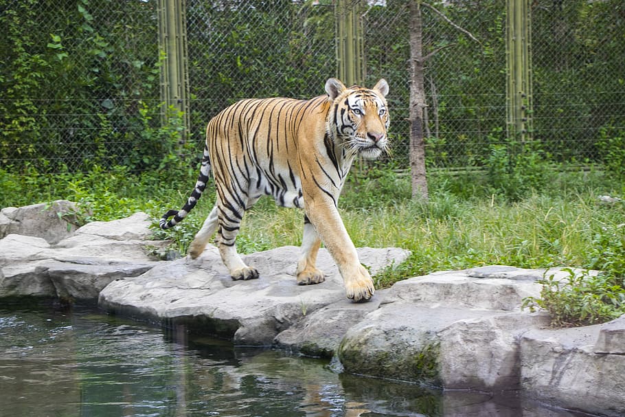 tigre, shanghai, temas animales, animal, gato grande, fauna animal, felino, animales salvajes, mamífero, un animal