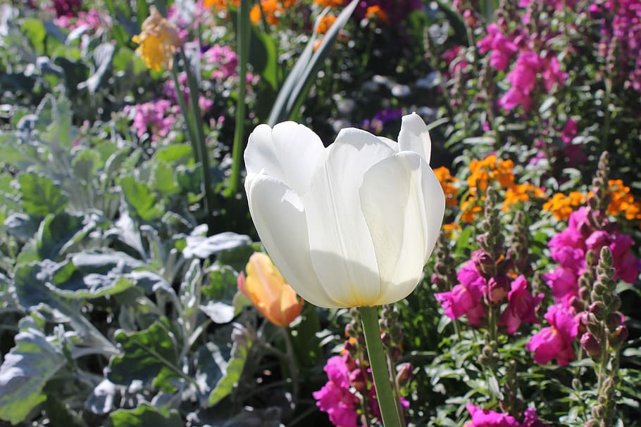 plant, flower, jardin des plantes, toulouse, south, france, color, tulip, summer, plants flowering
