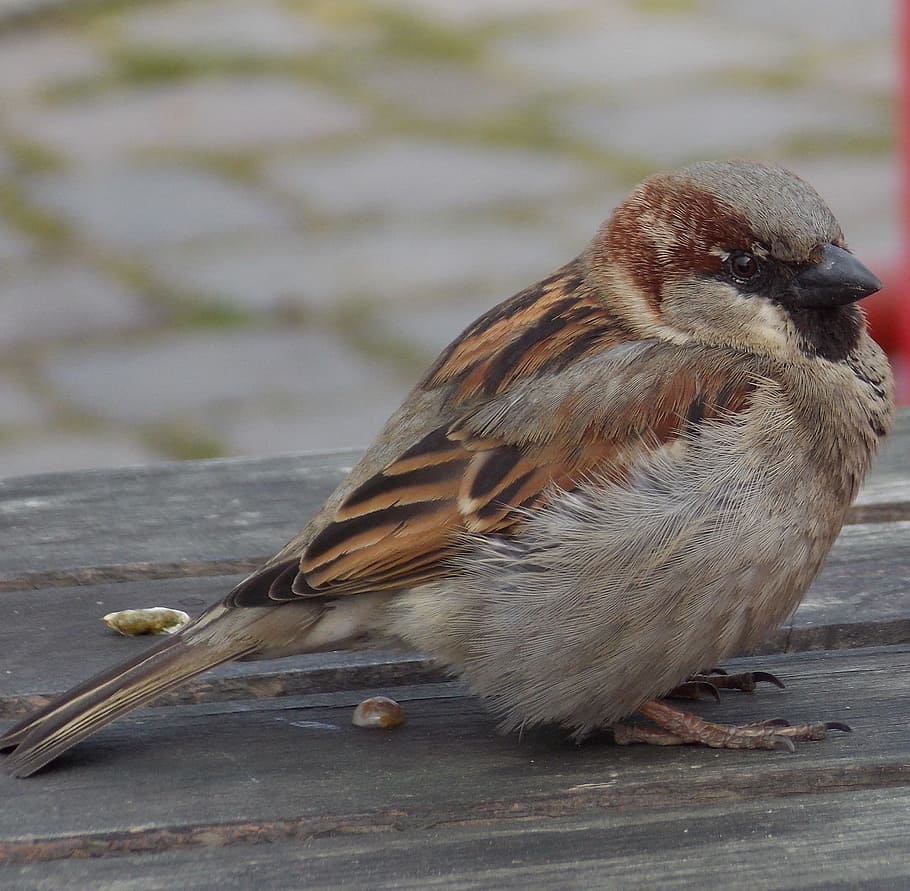 House Sparrow, Sparrow, Sperling, Burung, Tutup, hewan margasatwa, vertebrata, satu hewan, hewan di alam liar, close-up