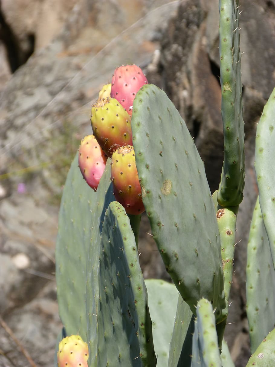 prickly pear, chumberas, shovels, cactus, figs, skewers, succulent plant, plant, growth, prickly pear cactus