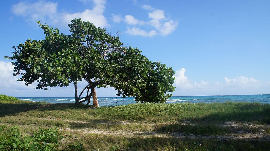 playa, jamaica, caribe, tropical, mar, paisaje, oceano, arbol, cielo,  naturaleza | Pxfuel