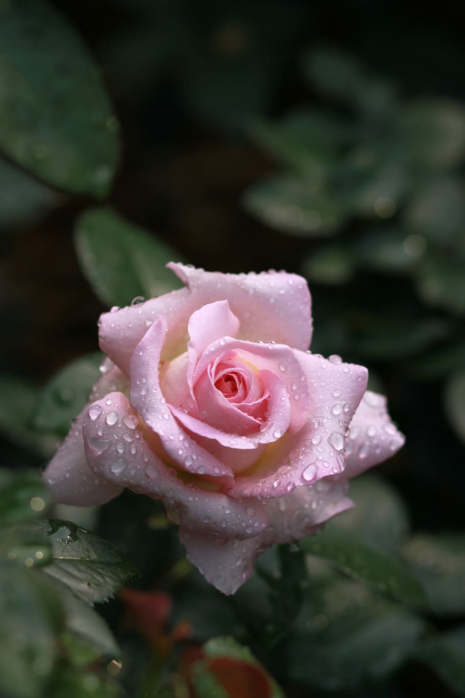 fotografía de primer plano, rosa, flores, naturaleza, plantas, hoja, jardín, rosas rosadas, goteo, gotas de lluvia
