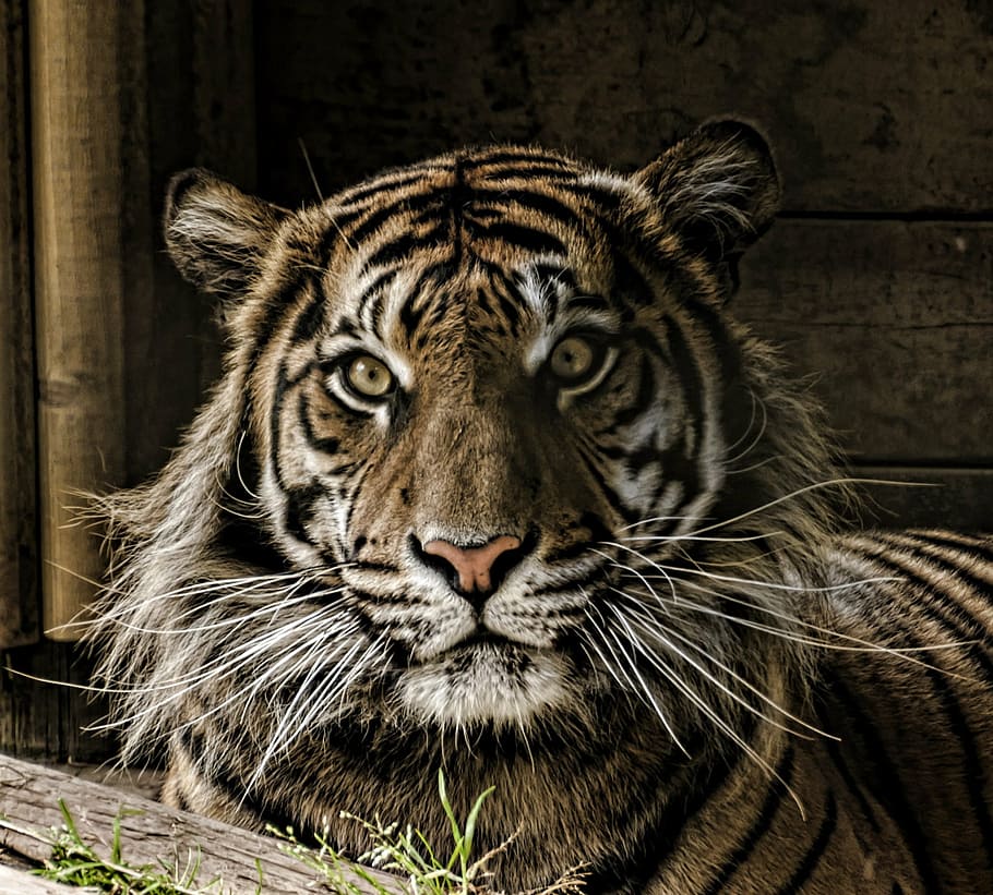 closeup, brown, black, tiger, eye, whiskers, large, cat, one animal, animal wildlife