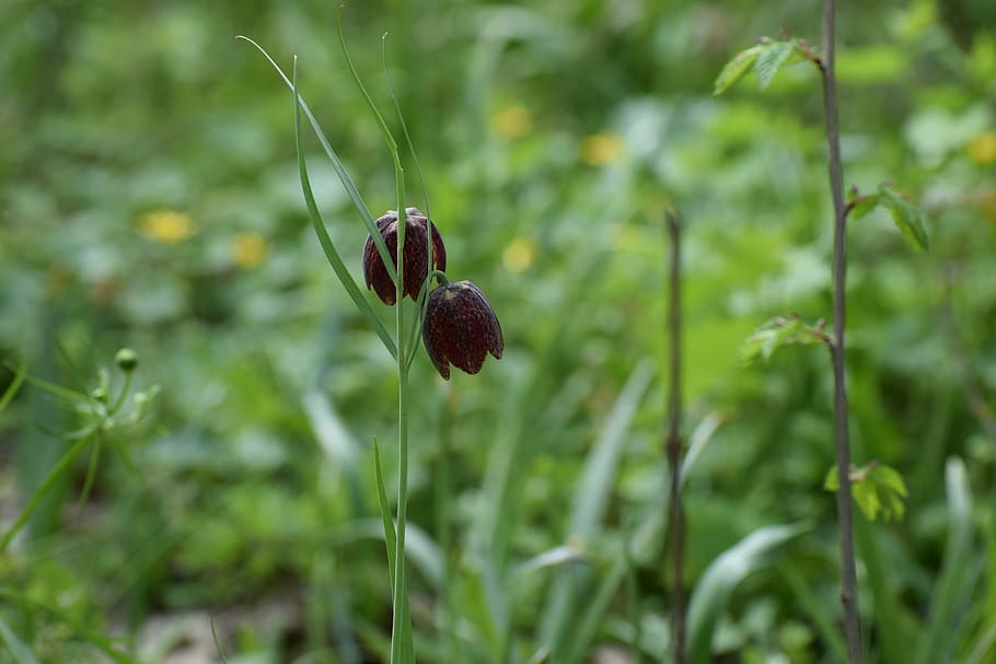 tulip motley, fritillaria meleagris, spring, vaslui, forest, the endemic plant, nature, flower, early bloom, plant