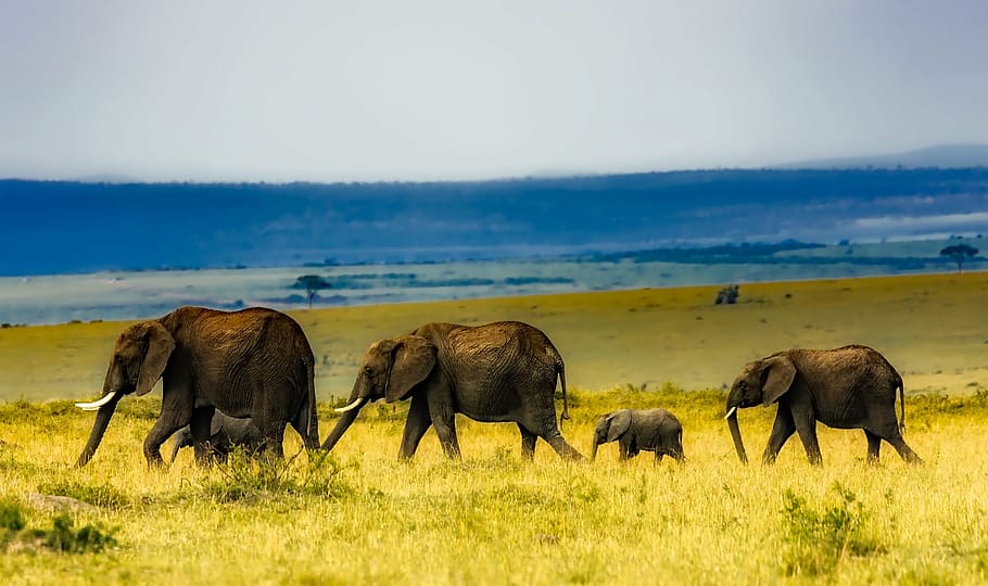 four, grey, elephants, green, grass, africa, safari, wildlife, savannah, travel