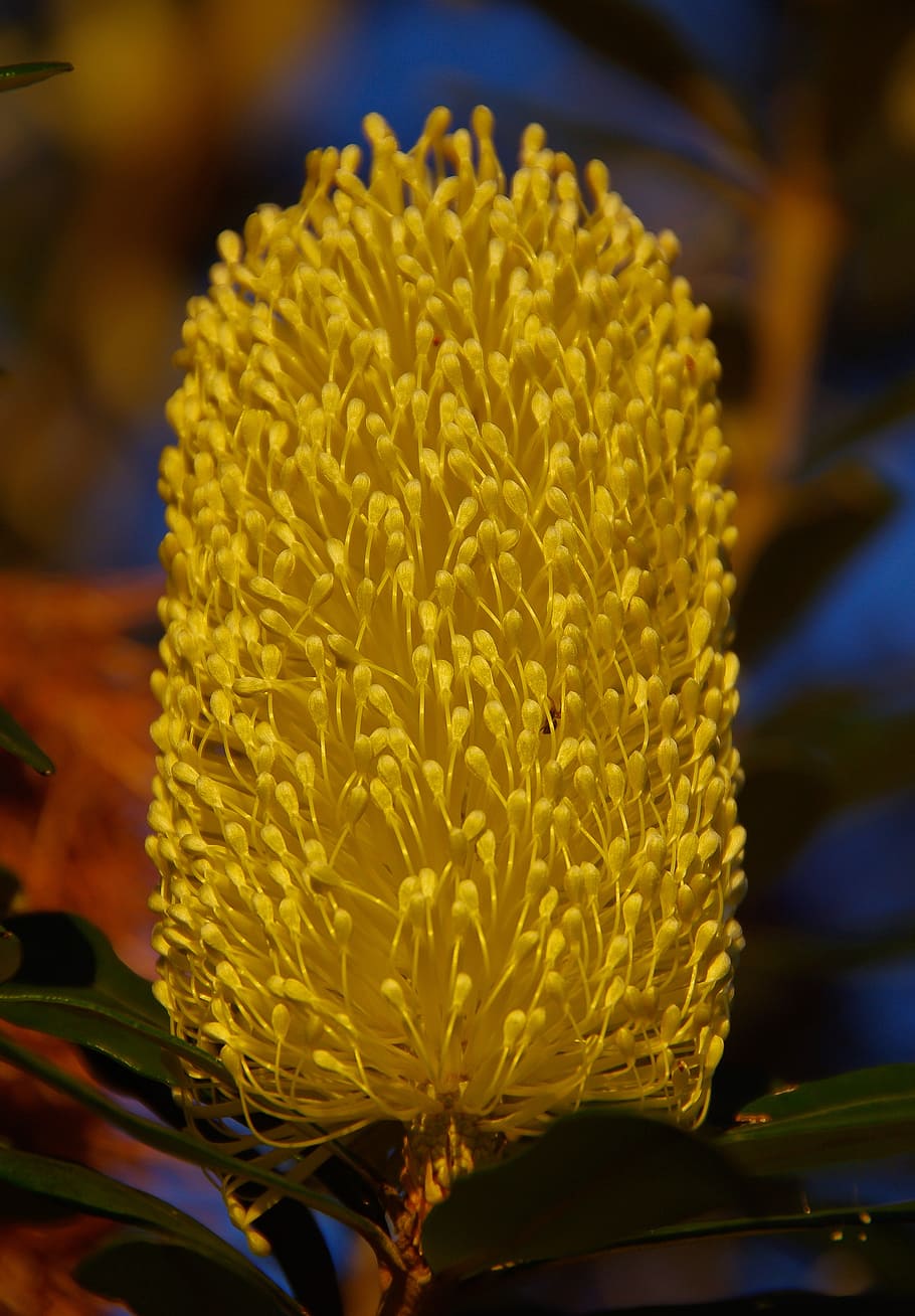 banksia, flowers, australia, native, yellow, nectar, flower, flowering plant, vulnerability, freshness