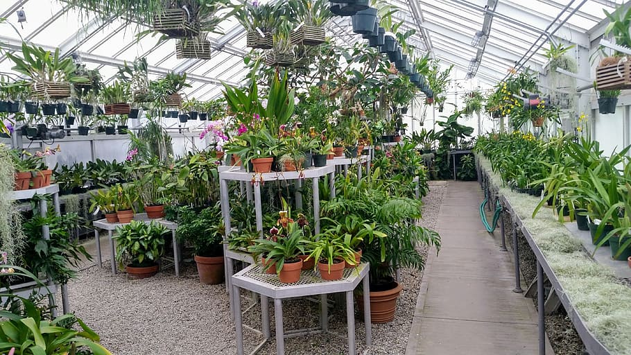 greenhouse, indoor, green house, plants, plant, flowers, orchids, off the grid, sustainability, environmental
