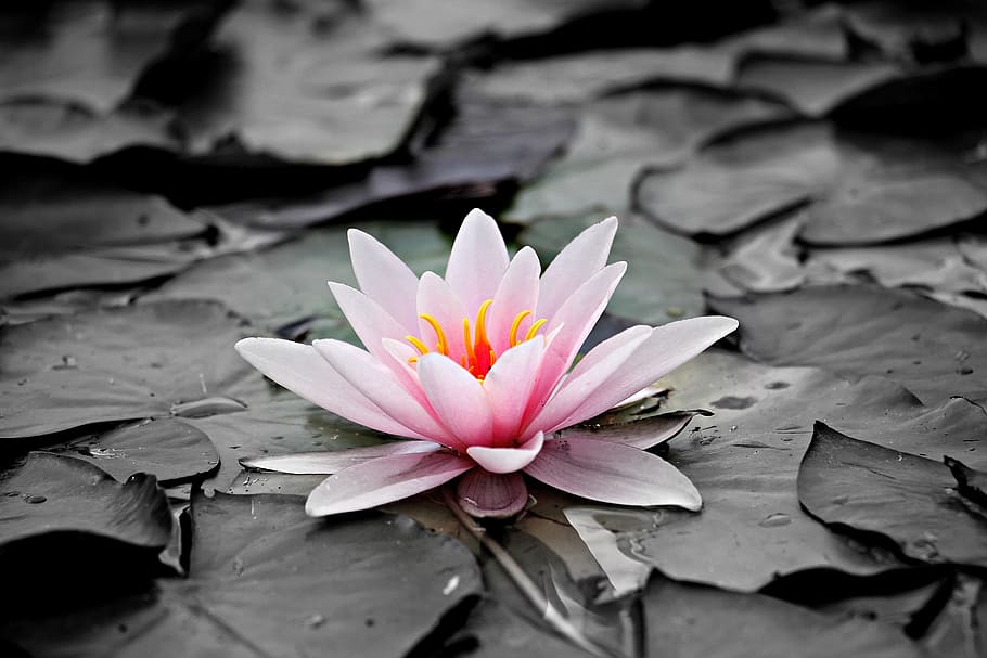 selective, photography, lotus flower, water lily, pink, aquatic plant, pink water lily, blossom, bloom, pond