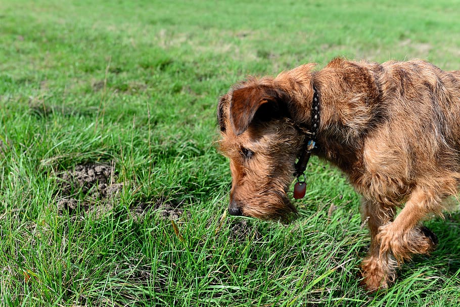 dog, irish terrier, meadow, search, animal, terrier, pet, fur, snout, grass