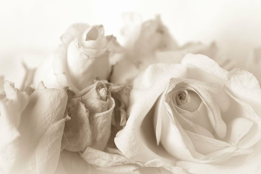 white petaled flowers, vintage, rose, shabby chic, background, invitation, cetacean, nostalgic, greeting card, antique