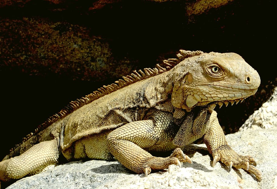 Iguana, Caribbean, Reptile, Scale, reptile, scale, lizard, head, claw, creature, iguana brown