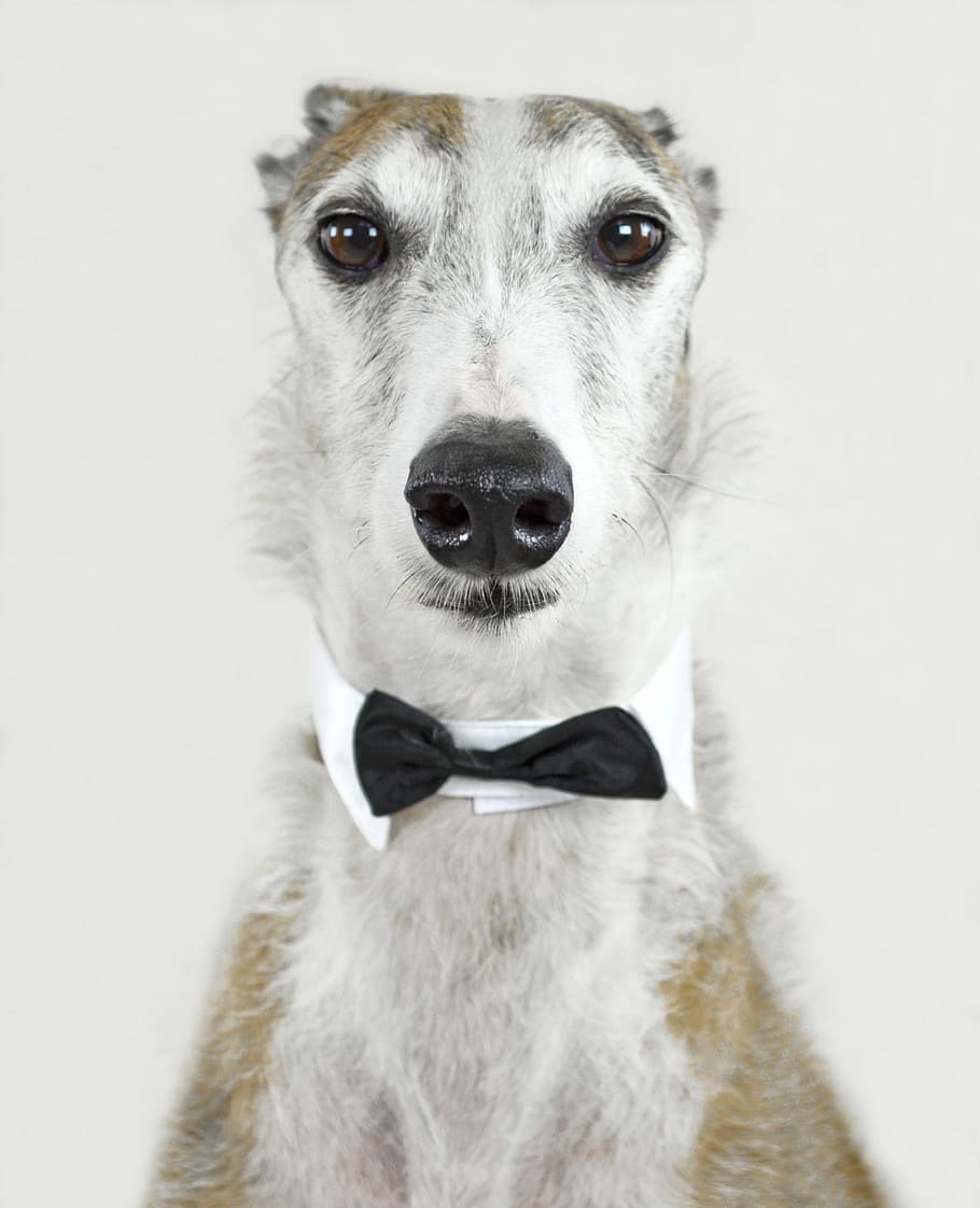 short-coated, white, brown, dog, black, bow tie, animal, greyhound, spanish greyhound, fly